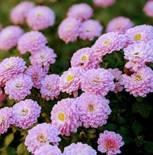 Load image into Gallery viewer, Chrysanthemum Pink Pompon 50 Flowers Seeds