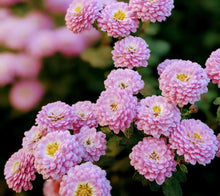 Load image into Gallery viewer, Chrysanthemum Pink Pompon 50 Flowers Seeds