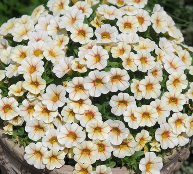 Calibrachoa Vanilla 50 Flowers Seeds