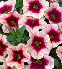 Load image into Gallery viewer, Calibrachoa Paprika 50 Flowers Seeds