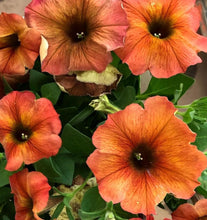 Load image into Gallery viewer, Petunia Melody Swing 100 Flowers Seeds
