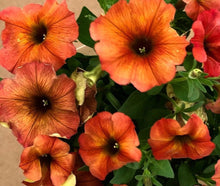 Load image into Gallery viewer, Petunia Melody Swing 100 Flowers Seeds