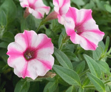 Load image into Gallery viewer, Petunia Double Shine 100 Flowers Seeds