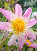 Load image into Gallery viewer, Dahlia Fancy Pants 60 Flowers Seeds