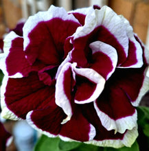 Load image into Gallery viewer, Gloxinia Bobo 5 Flowers Seeds