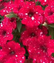 Indlæs billede til gallerivisning Night Red Petunia Perennial 100 Pcs Flowers Seeds