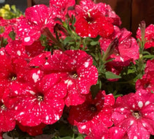 Indlæs billede til gallerivisning Night Red Petunia Perennial 100 Pcs Flowers Seeds
