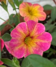 将图片加载到图库查看器，Calibrachoa Tangerine 50 Flowers Seeds