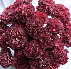 Dianthus Double Chocholate 25 Flowers Seeds