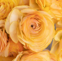 Load image into Gallery viewer, Ranunculus Morning Sun 5 Bulb-Tuber