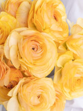 Load image into Gallery viewer, Ranunculus Morning Sun 5 Bulb-Tuber