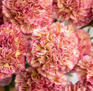 Dianthus Leslie 25 Flowers Seeds