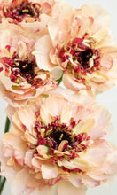 Load image into Gallery viewer, Ranunculus Aisha 5 Bulb-Tuber