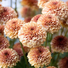 Load image into Gallery viewer, Chrysanthemum Marie Jo 50 Flowers Seeds