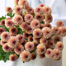 Indlæs billede til gallerivisning Chrysanthemum Marie Jo 50 Flowers Seeds