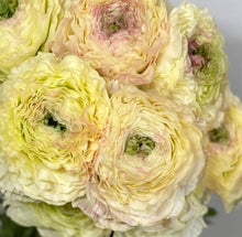 Load image into Gallery viewer, Ranunculus Polonia 5 Bulb-Tuber