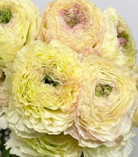 Load image into Gallery viewer, Ranunculus Polonia 5 Bulb-Tuber