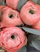 Load image into Gallery viewer, Ranunculus Claudia 5 Bulb-Tuber