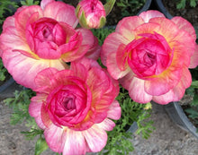 Load image into Gallery viewer, Ranunculus Pink Beauty 5 Bulb-Tuber