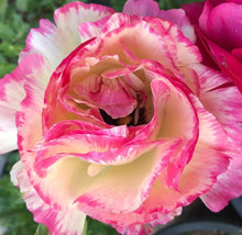 将图片加载到图库查看器，Ranunculus Pink Beauty 5 Bulb-Tuber