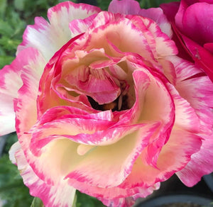 Ranunculus Pink Beauty 5 Bulb-Tuber