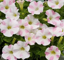 Load image into Gallery viewer, Petunia Donna-B 100 Flowers Seeds