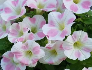 Petunia Donna-B 100 Flowers Seeds
