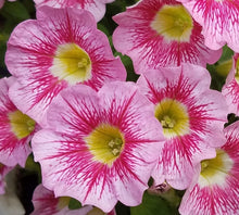 Indlæs billede til gallerivisning Petunia Stranger 100 Flowers Seeds