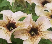 Load image into Gallery viewer, Petunia Jovanna 100 Flowers Seeds
