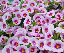 Load image into Gallery viewer, Calibrachoa Summer Festival 50 Flowers Seeds