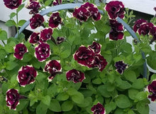Load image into Gallery viewer, Petunia Venecia 100 Flowers Seeds