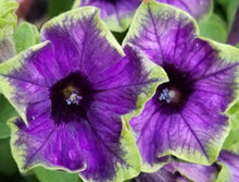 Load image into Gallery viewer, Petunia Eveline 100 Flowers Seeds