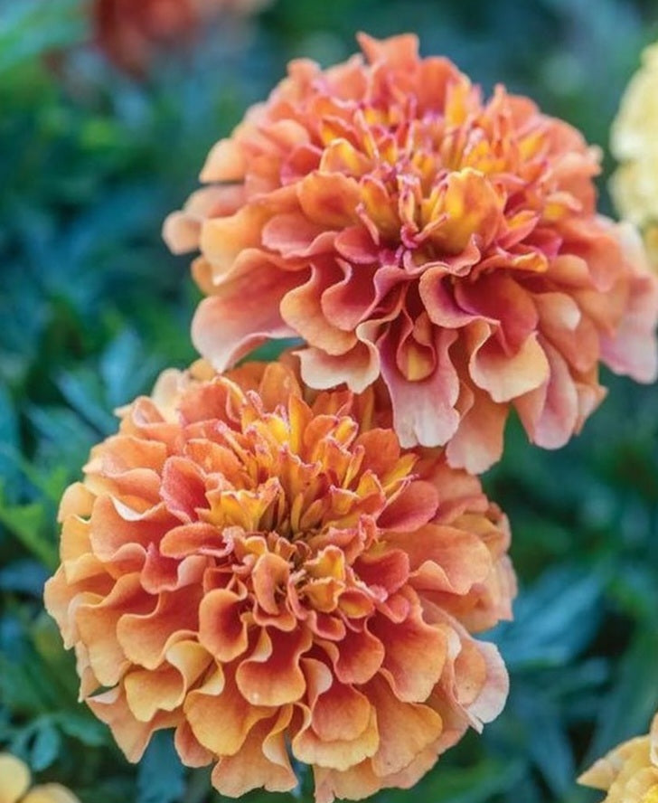 French Marigold Strawberry 60 Flowers Seeds