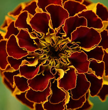 Load image into Gallery viewer, French Marigold Lucky Moment 60 Flowers Seeds