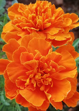 Load image into Gallery viewer, French Marigold Marta 60 Flowers Seeds