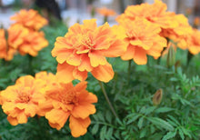 Load image into Gallery viewer, French Marigold Easy Dream 60 Flowers Seeds