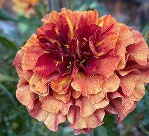 French Marigold Strawberry 60 Flowers Seeds