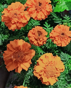French Marigold Easy Dream 60 Flowers Seeds