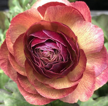 Load image into Gallery viewer, Ranunculus Charming Lady 5 Bulb-Tuber