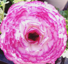 Indlæs billede til gallerivisning Ranunculus Pink Shampagne 5 Bulb-Tuber