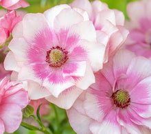Load image into Gallery viewer, Ranunculus Temptation 5 Bulb-Tuber