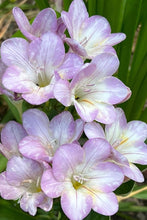 Load image into Gallery viewer, Freesia Spotted 5 Bulb-Tuber