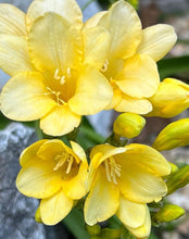 Load image into Gallery viewer, Freesia Lionella 5 Bulb-Tuber