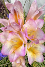 Load image into Gallery viewer, Freesia Lucky Girl 5 Bulb-Tuber