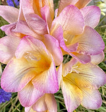 Load image into Gallery viewer, Freesia Lucky Girl 5 Bulb-Tuber