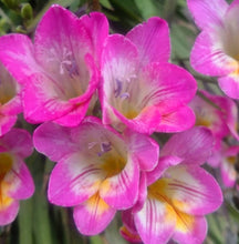 Load image into Gallery viewer, Freesia Pink Bush 5 Bulb-Tuber