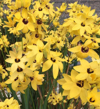 Load image into Gallery viewer, Ixia Yellow Emperor 5 Bulb-Tuber