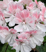 Load image into Gallery viewer, Geranium Mildred 5 Flowers Seeds