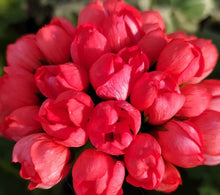 Load image into Gallery viewer, Tulip Pelargonium Red Pandora 5 Flowers Seeds