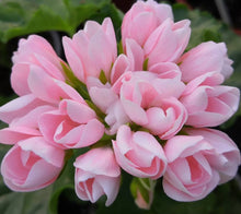 Load image into Gallery viewer, Tulip Pelargonium Patricia Andrea 5 Flowers Seeds